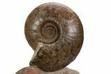 Tall, Jurassic Ammonite (Hammatoceras) Display - France #301634-1